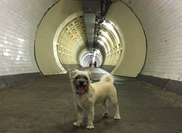 Frank is inside the Greenwich Foot Tuunel