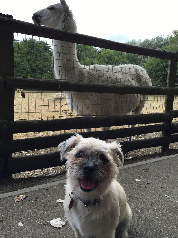 mudchute park and farm