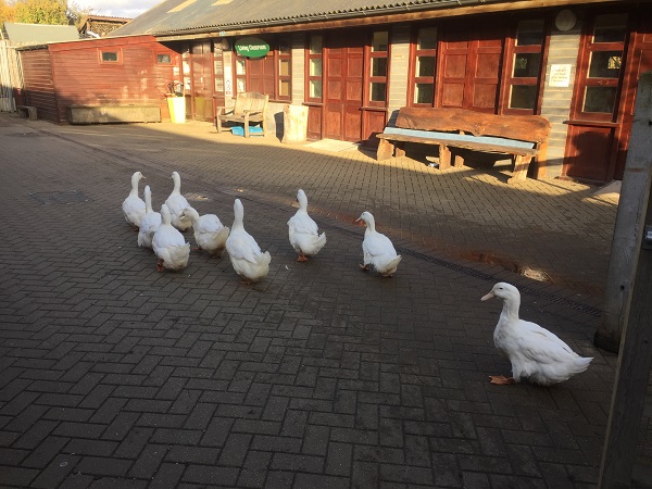 Mudchute Park and Farm in east london