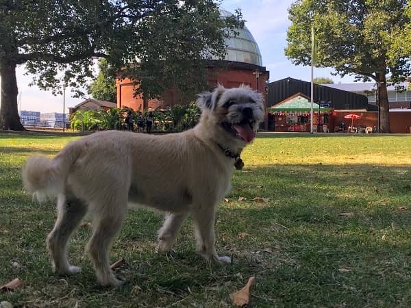 Frank in Island Gardens